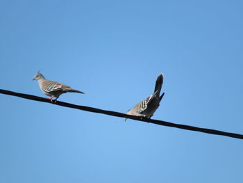 Low angle view of birds perching on cable