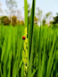 Close-up of ladybug on grass in field
