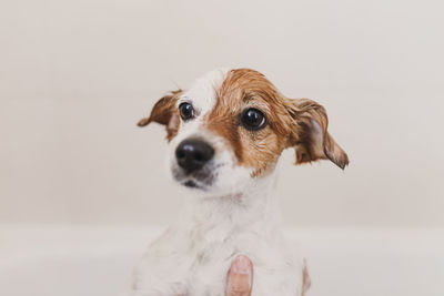 Cropped hands of person bathing dog