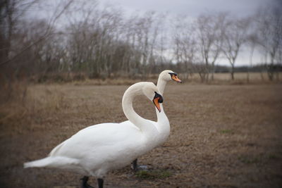 Close-up of swan