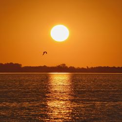 Silhouette bird flying over sea during sunset