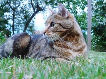 Close-up of cat on grass