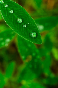 Close-up of water drops on leaf