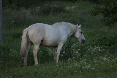 Horse grazing on grassy field