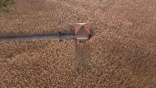 High angle view of crop in field