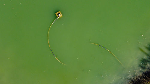 Aerial view from the drone of water pond with tube with snake shape