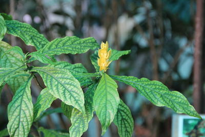 Close-up of green leaf on plant