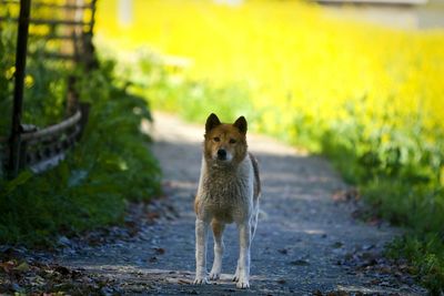 Portrait of dog standing on dirt road by field