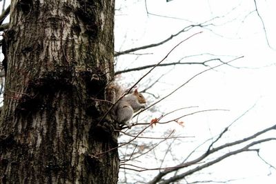 Close-up of bird perching on tree against sky