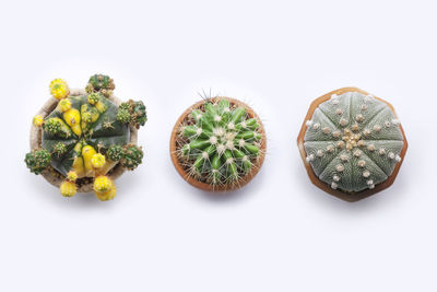 High angle view of succulent plants against white background