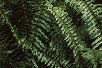 Summer tropical green palm leaves. natural exotic background. beauty in nature