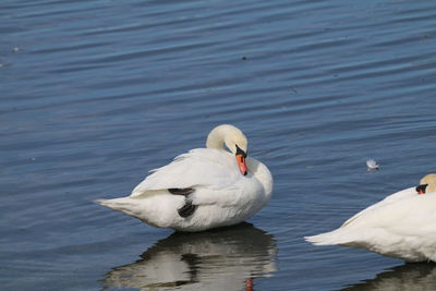 Swan swimming in lake