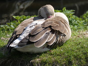 Close-up of a bird