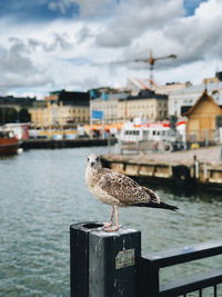 Seagull perching on wooden post