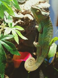 Close-up of lizard on leaf