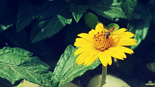 Close-up of yellow flower