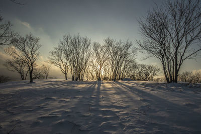 Bare trees on snow covered road against sky