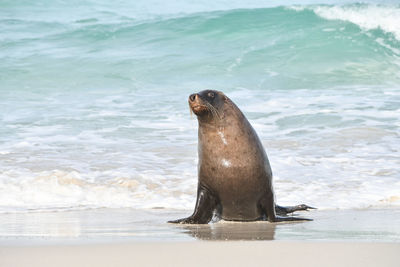 High angle view of sea lion on beach