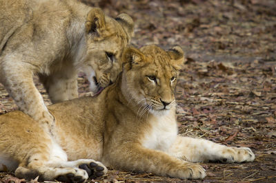 Lioness in zoo