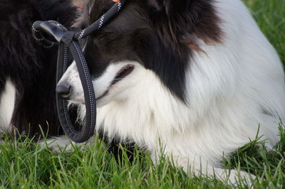 Close-up of a horse on field
