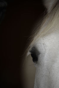 Close-up of white horse