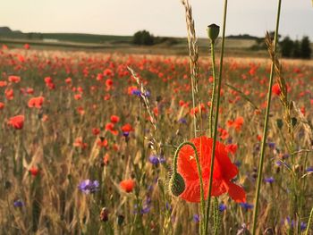 Close-up of poppy flowers on field