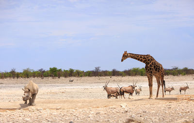 Giraffes on field