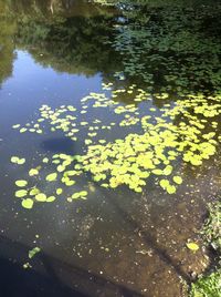 Reflection of trees in pond