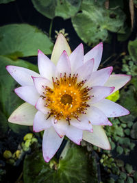 High angle view of pink flower