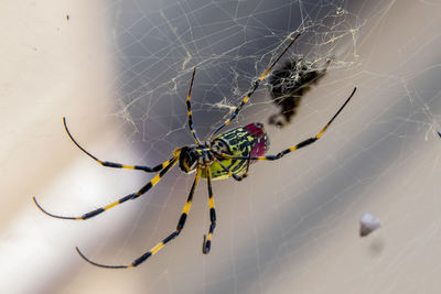 Close-up of spider on web