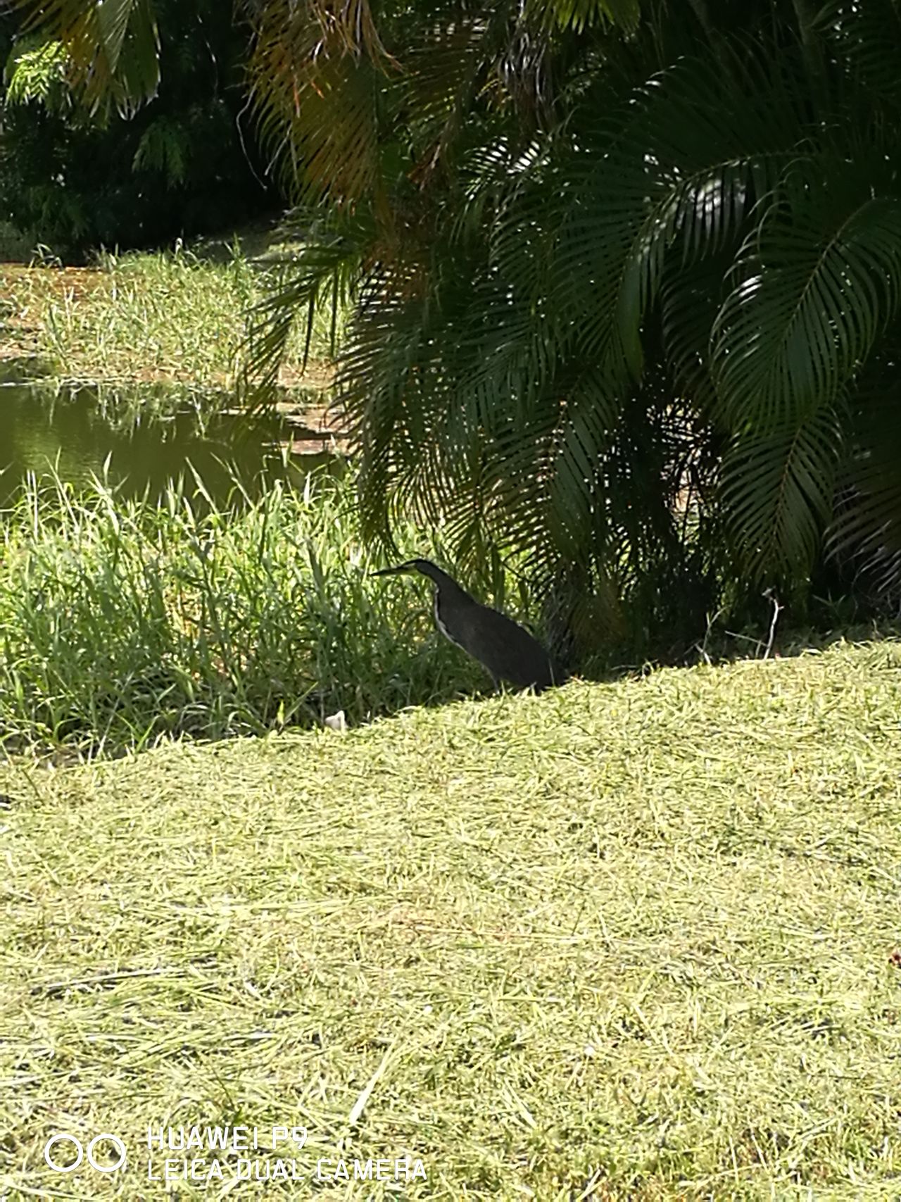 Campos de golf los sueños resort C.R