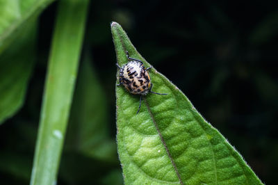 Close-up of insect on leaf