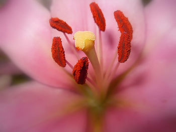 Close-up of pink flowers