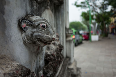 Close-up portrait of a lizard on a street