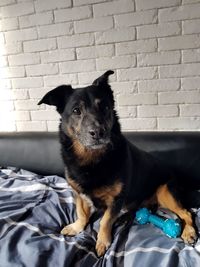 Portrait of dog sitting against brick wall