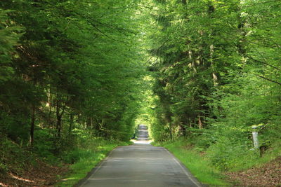 Scenic view of green forest