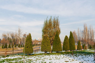 Tui trimmed with pyramids grow in the city square of tashkent