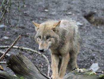 Wolf up close