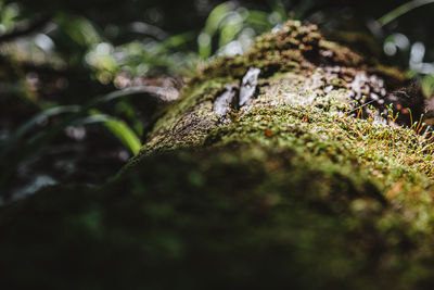 Close-up of lichen on tree trunk