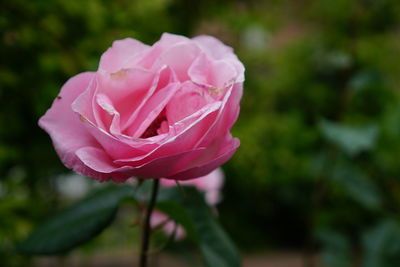 Close-up of pink rose blooming outdoors