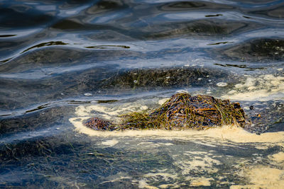 High angle view of turtle in sea