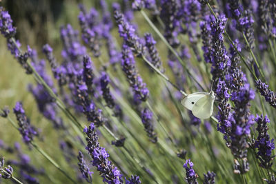 Butterfly on lavender