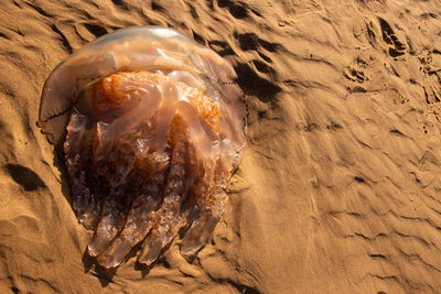 High angle view of ice cream on beach