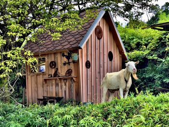 View of a dog against house