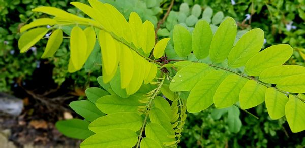 Close-up of insect on leaves