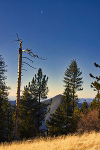 Low angle view of trees on field against clear sky