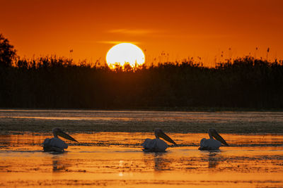 Pelicans swimming in lake against orange sky during sunset