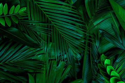 Full frame shot of palm leaves