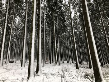 View of trees in forest during winter