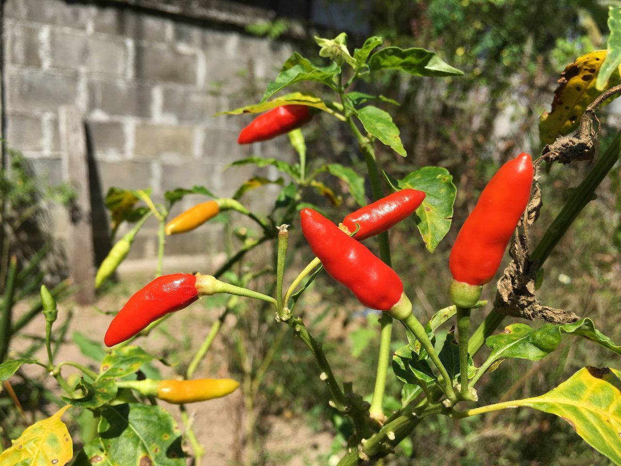 CLOSE-UP OF RED CHILI PEPPER PLANT